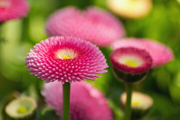 Nahaufnahme von Rosa Bellis