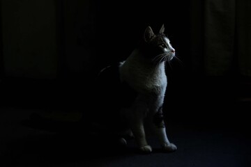 gato en  la luz