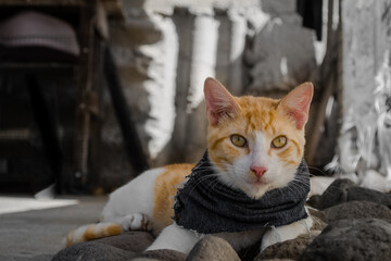 foto de gato pardo amarillo con bufanda