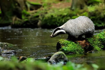 Autumn poetry. Close-up portrait of a badger in its natural habitat. Meles meles © Hana Duncova