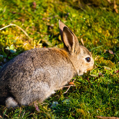 A young Rabbit in the early morning sun.