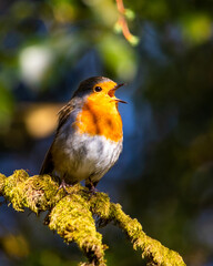 A Robin singing in the warm sunlight.