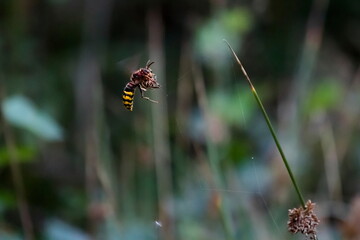 Nature scene from wildlife. Fighting a hornet with a poisonous spider for life and death. European hornet Vespa crabro.