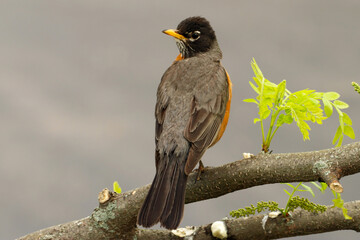 American Robbin bird in the forest. Forest natural background. Beautiful early spring landscape.