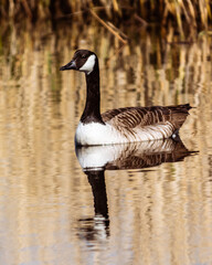 Canada Goose on an early Spring Morning. The reflections show the the goose relaxing in the warm sunlight.