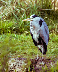 Grey Heron. A grey Heron waiting for signs of a fish.