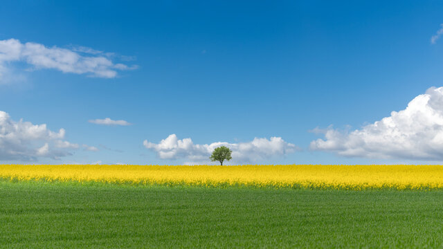 Solitary tree in Canola Field