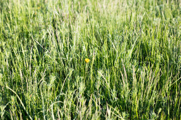 green grass in the sun