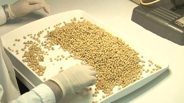 Soya  Seed Quality Testing. Woman's hand shaking sieve and removes unwanted particles from soya samples.