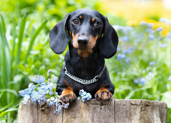 dachshund dog black tan  color and spring flowers