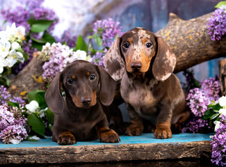 tvo dachshund and flowers lilac