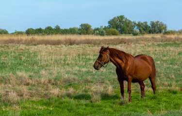 A young brown horse stands in a spring field with low grass.