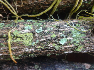 lichen in forest.
