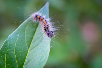 Hairy caterpillar on a green leaf of a tree.