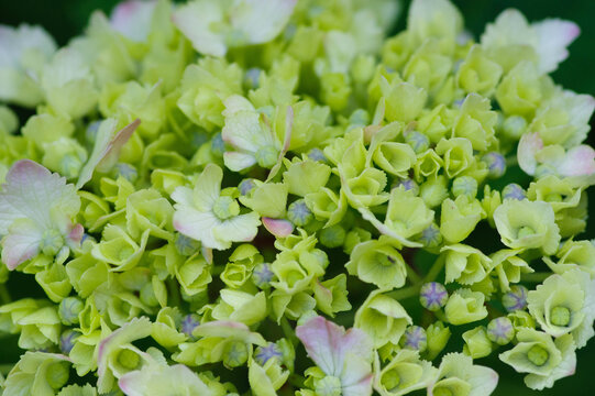 小紫陽花images Browse 37 Stock Photos Vectors And Video Adobe Stock 小紫陽花images Browse 37 Stock Photos Vectors And Video Adobe Stock