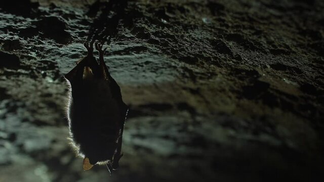 Close up strange animal Geoffroy's bat Myotis emarginatus hanging upside down on top of cold brick arched cellar during hibernation. Creative wildlife shot.