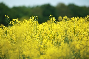 Close up of some yellow rapeseed blossoms against a rapeseed field