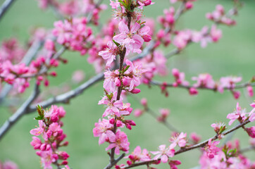 Obraz premium Pink Tree Blossoms in the Spring