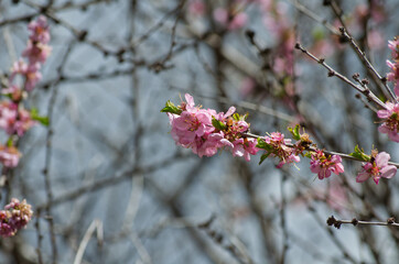 Pink Tree Blossoms in the Spring