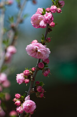 Pink Tree Blossoms in the Spring