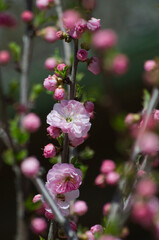 Pink Tree Blossoms in the Spring