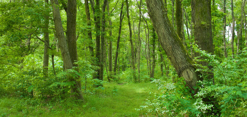 banner image of forest
