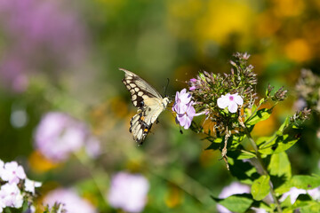 Swallowtail butterfly feeding from light purple flowers in Canada