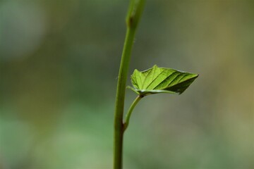Close up of the green leave of a sweet potato against a green blurred background