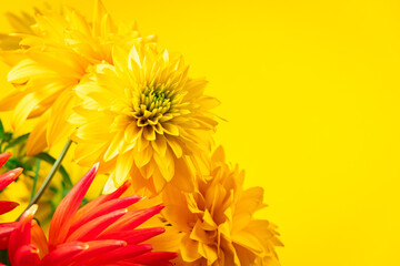 Yellow chrysanthemums and gerberas on bright background. Summer concept. Greeting postcard. Place for text.