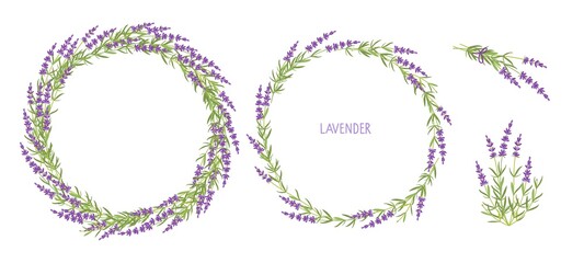 Lavender plant set. lavender bouquets and Two wreaths Vector flat grass lavender. Lavender flowers For label, packaging, card, invitations, save date. Healing and cosmetics herb. Medical plant