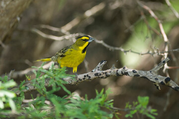 Yellow Cardinal, Gubernatrix cristata, Endangered species in La Pampa, Argentina