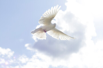 The wing of a white dove glows in the sun. A pigeon flies in the blue sky, against the background...