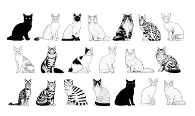 Set of realistic cats silhouettes Vector illustration © aratehortua
