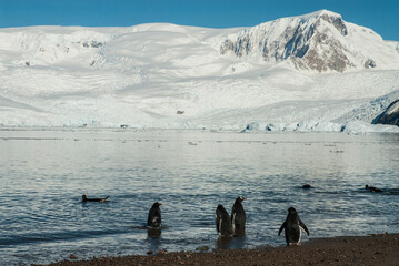 Gentoo Penguin, with snowy mountains in the background,Antartica