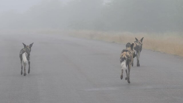 African Wild Dog in Wild Nature of South Africa