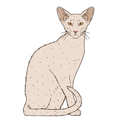 Isolated realistic cat image Vector illustration design