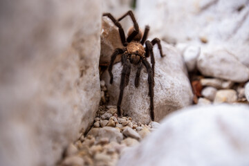 Tarantula on Devil's Hall Trail
