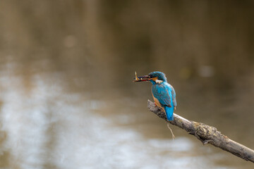 Kingfisher