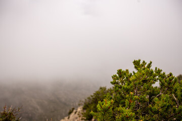 Fog at Guadalupe Peak