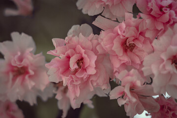 pink tree