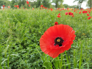 Closeup of common poppy (Papaver rhoeas). In the background a field full of red flowers and trees. Common names are corn, field, Flanders or red poppy and corn rose.  - obrazy, fototapety, plakaty