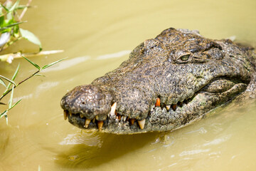 Nile crocodile at Hans cottage.