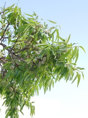 Almond tree with green fruits, Prunus dulcis fruits, spanish almond