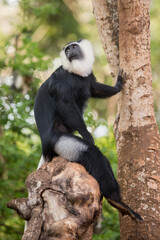 Black and white colobus monkey
