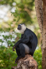 Black and white colobus monkey
