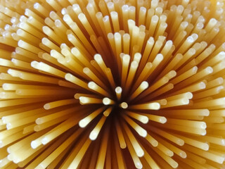 spaghetti