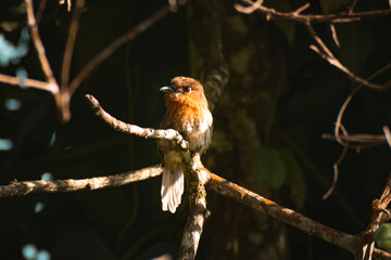 BUCCO COLOR CAFÉ POSADO EN UNA RAMA RECIBIENDO LA LUZ DEL SOL AL ATARDECER