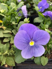 Colorful flowers in spring season.