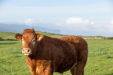 irish cattle with cliffs of moher in background