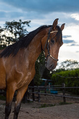 Obraz premium Caballo